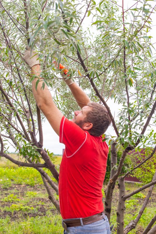 Cedar Tree Pruning