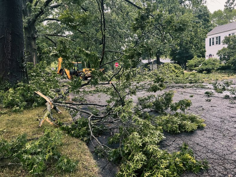 Fallen Tree in a Garden