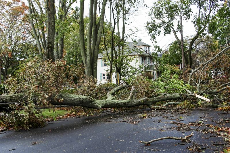 Storm-Related Tree Fall on Driveway