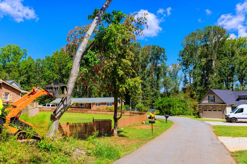 Large Tree on Residential Lot