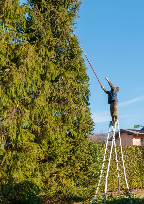 The Importance Of Regular Tree Trimming For Property Safety