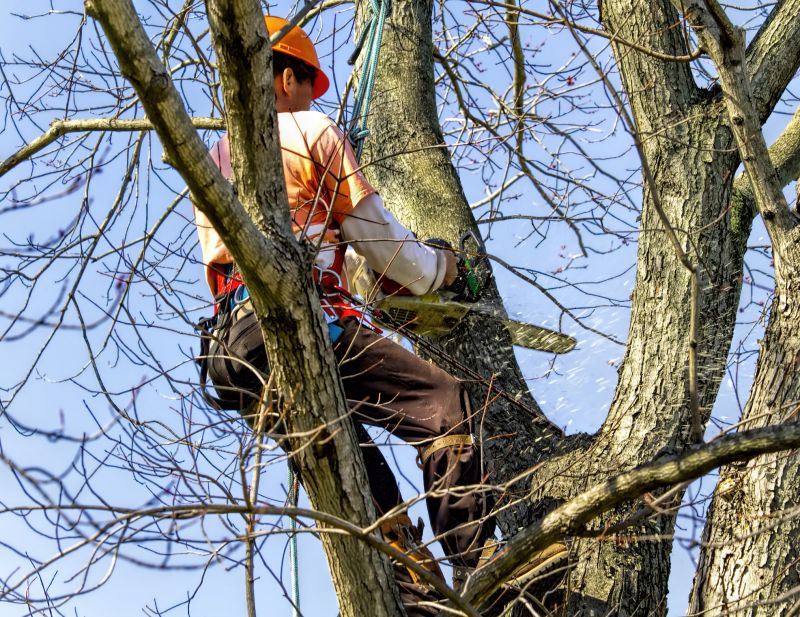 Tree with Removed Dead Branches